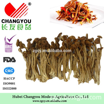 china edible dried Tea tree mushrooms